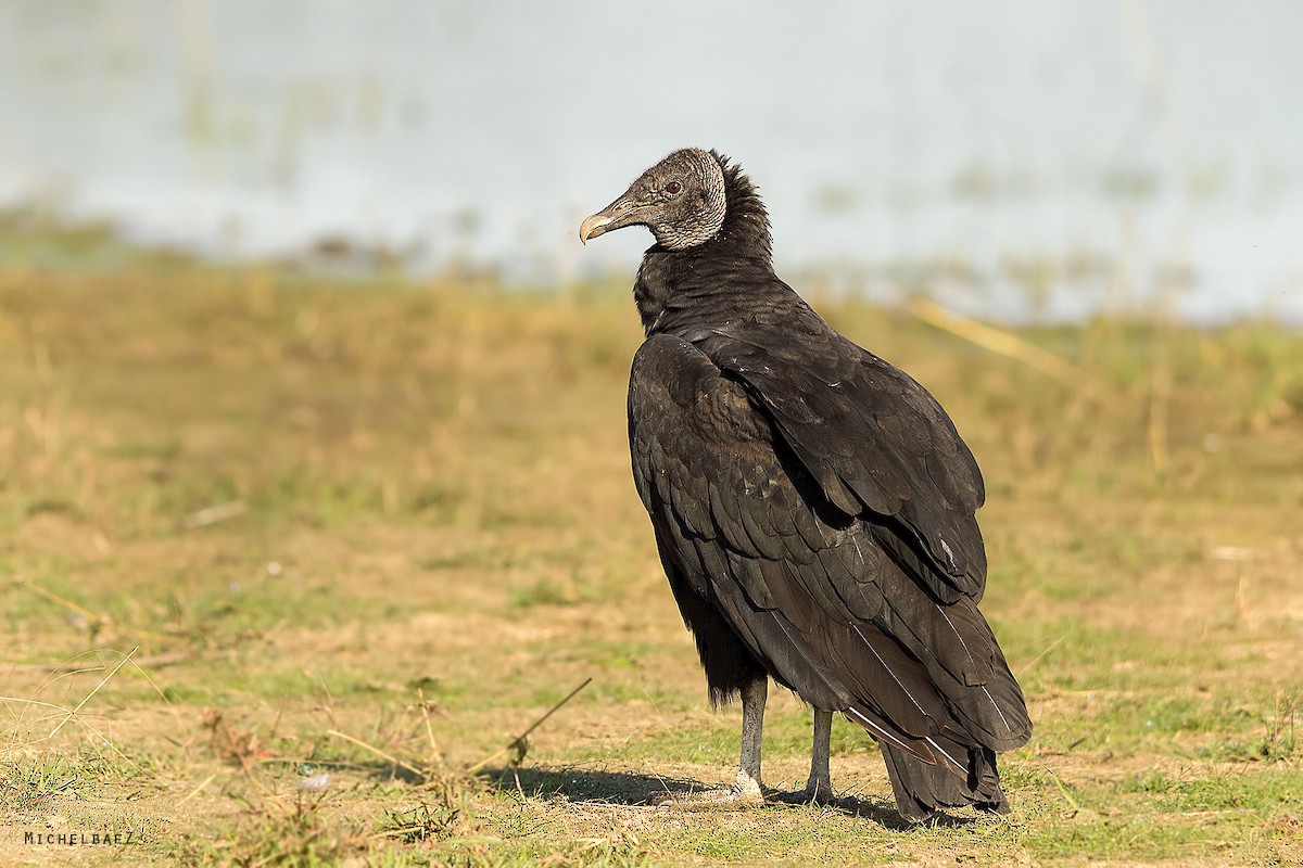 Black Vulture - ML224772921