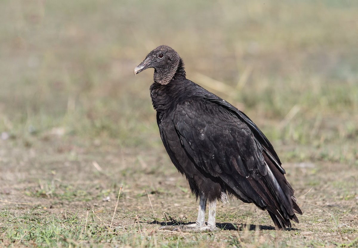 Black Vulture - ML224772991