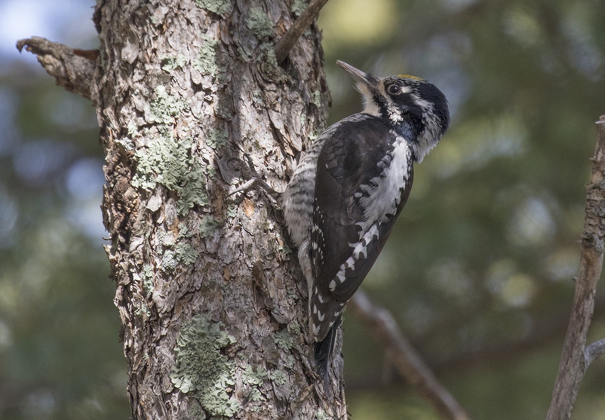 American Three-toed Woodpecker - Alan Versaw
