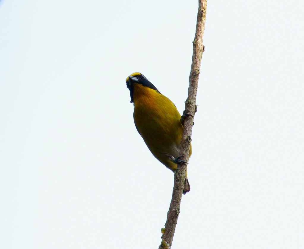 Yellow-throated Euphonia - Rolando Chávez