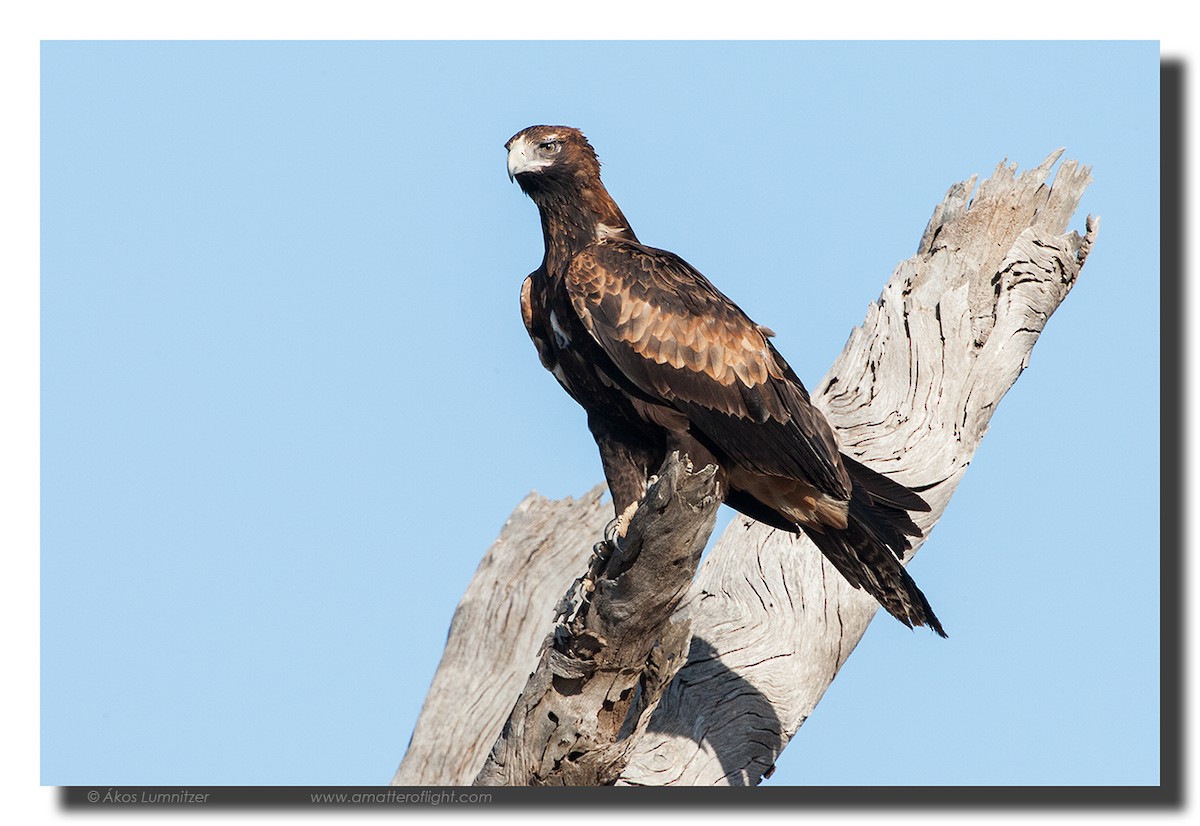 Wedge-tailed Eagle - ML22478661