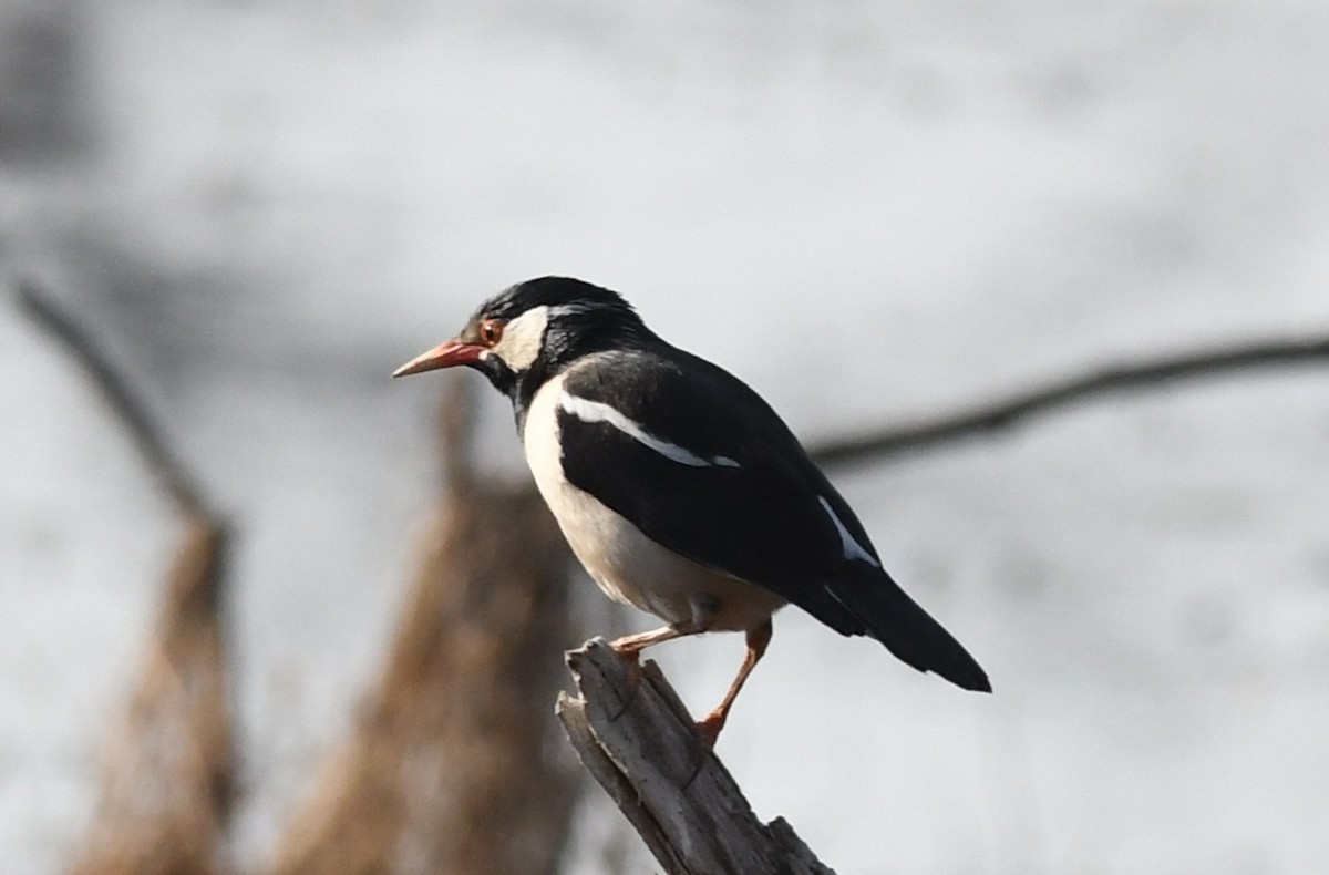Indian Pied Starling - ML224787661