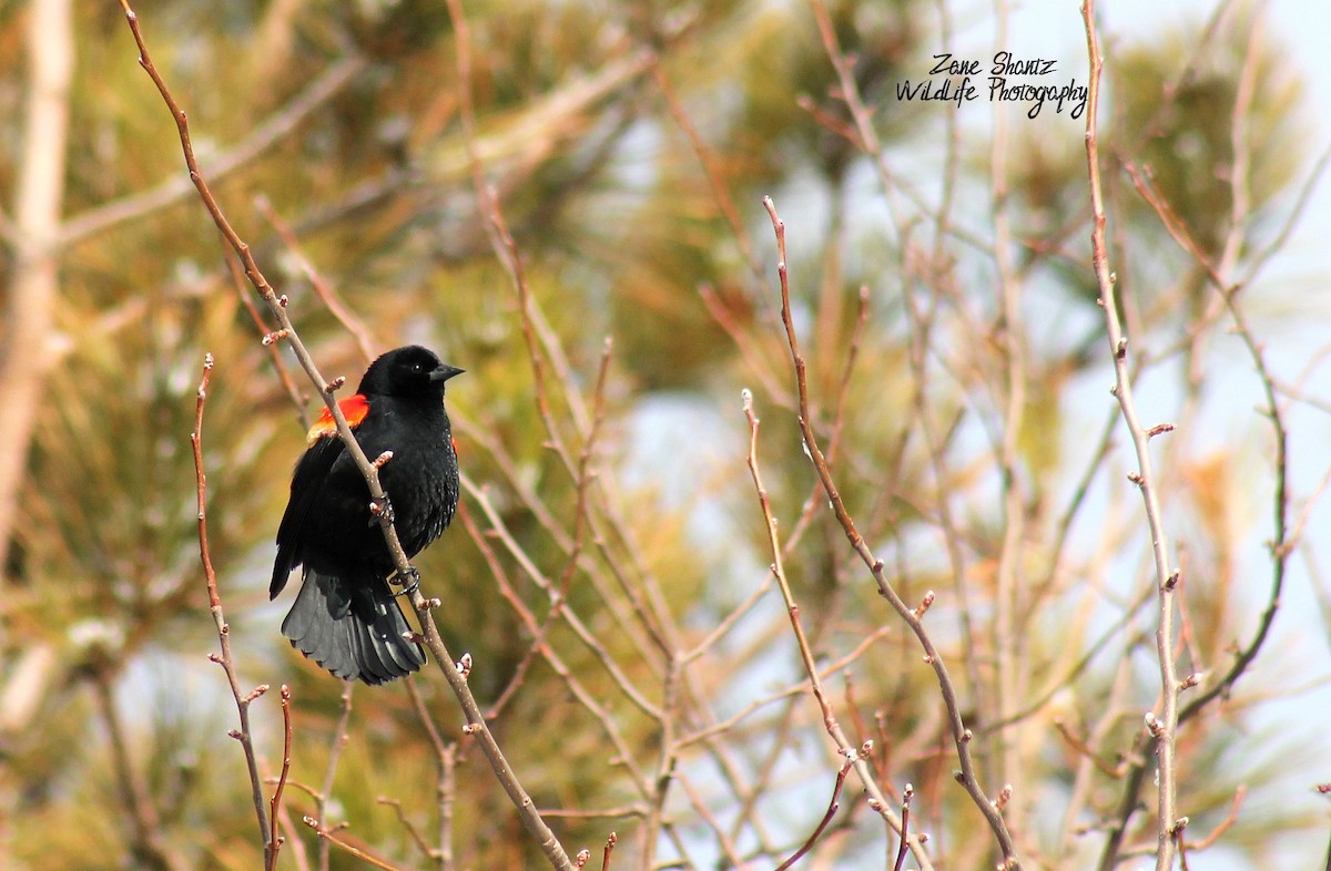 Red-winged Blackbird - ML224791791