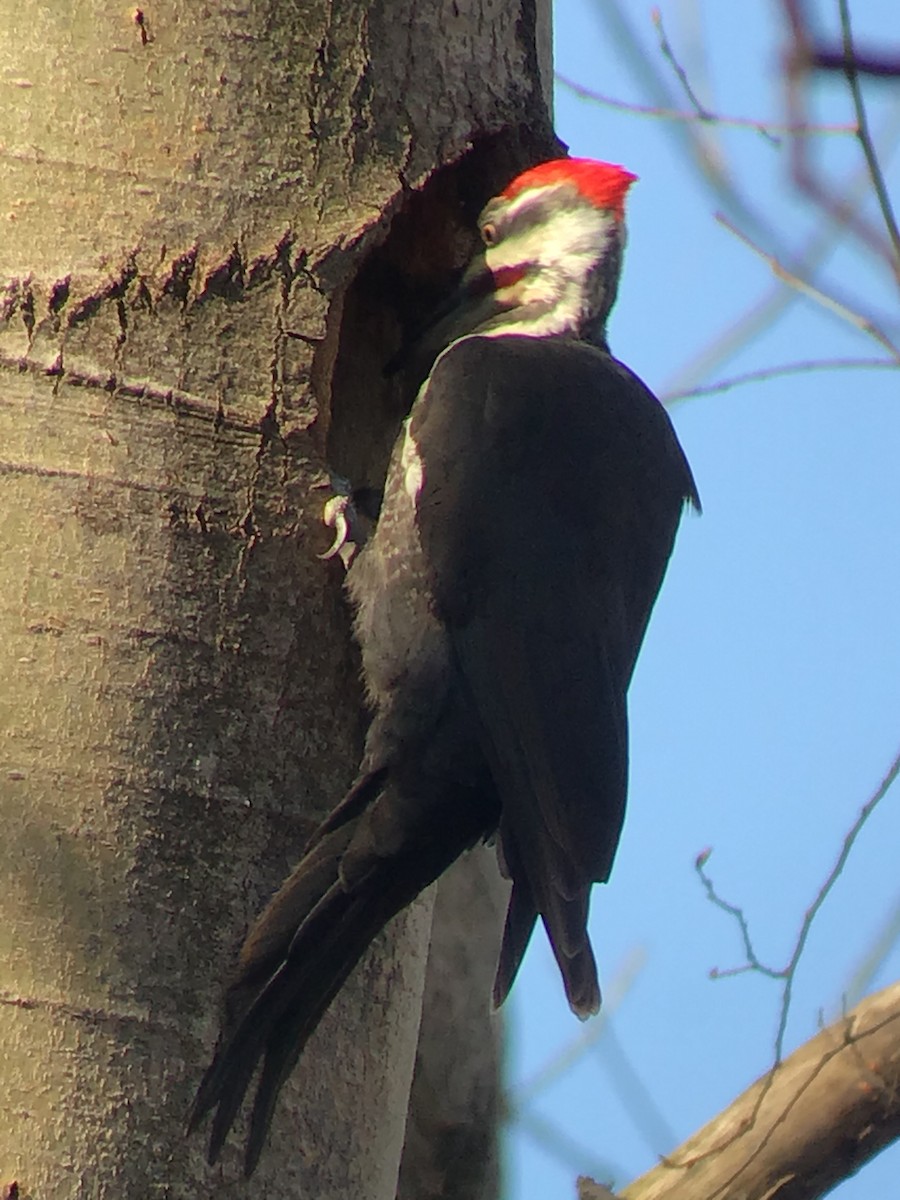 Pileated Woodpecker - ML224796101