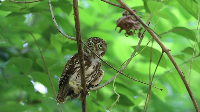 Ferruginous Pygmy-Owl - ML224799601