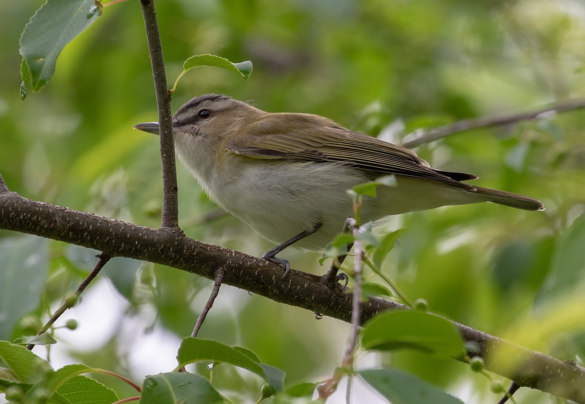 Red-eyed Vireo - Shawn Taylor