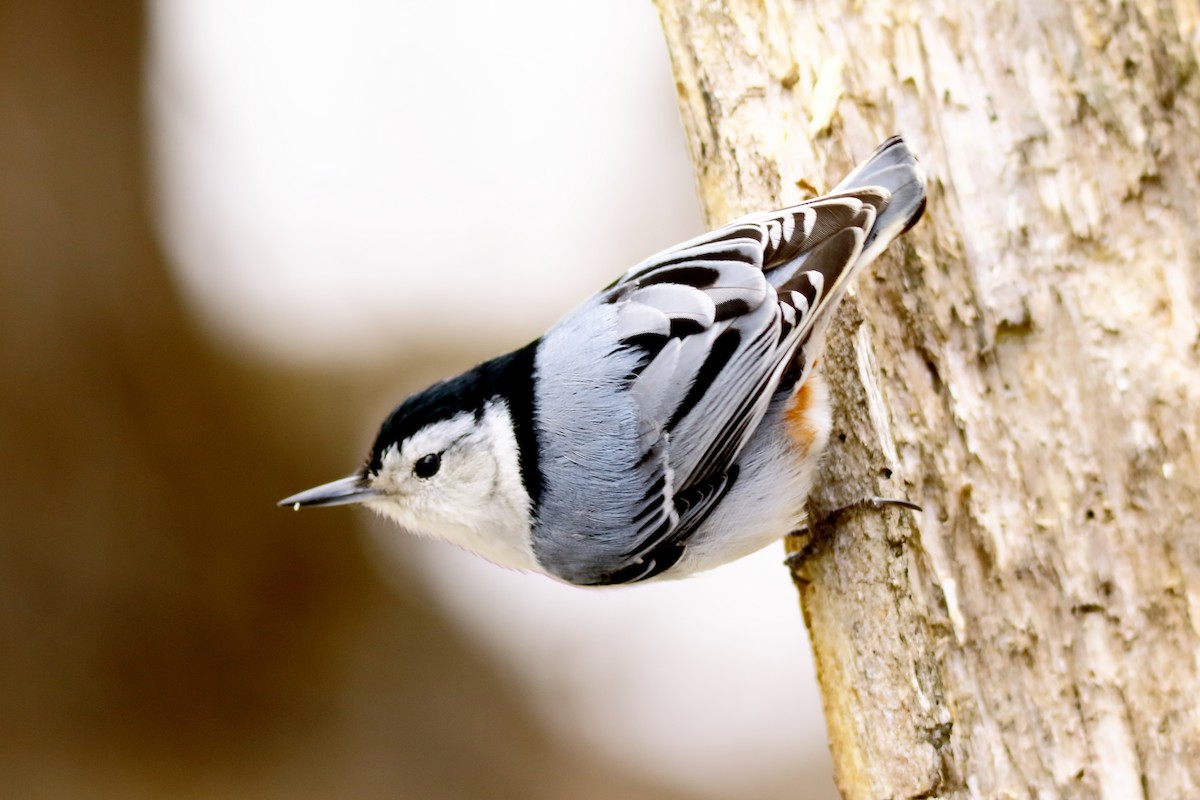 White-breasted Nuthatch - ML224803691