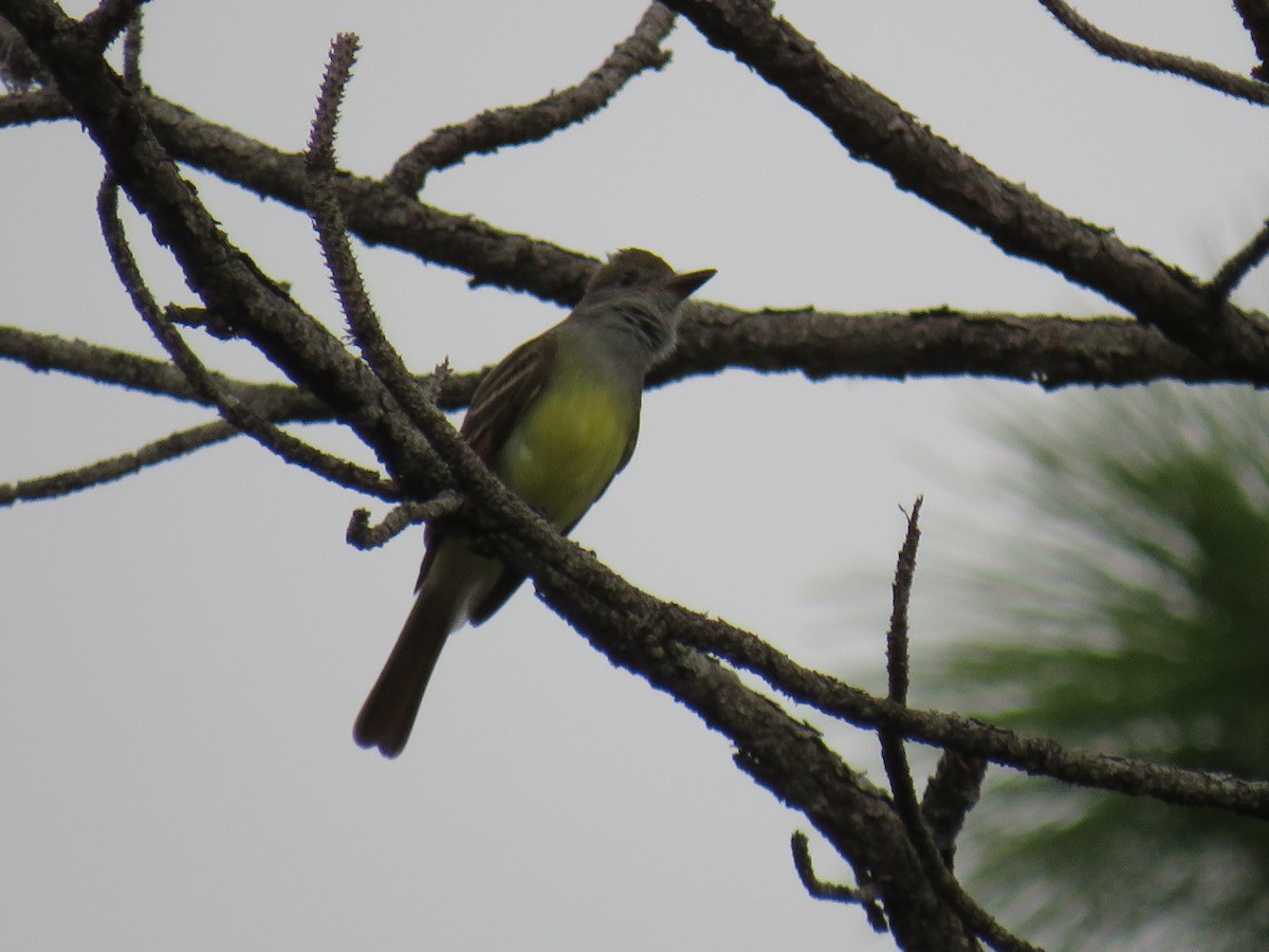 Great Crested Flycatcher - ML224803921