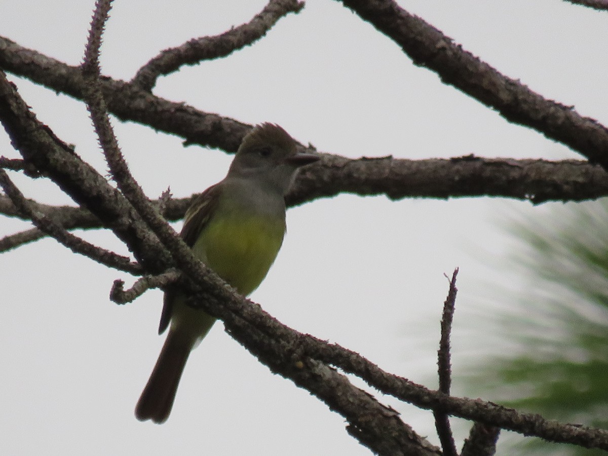 Great Crested Flycatcher - ML224804911