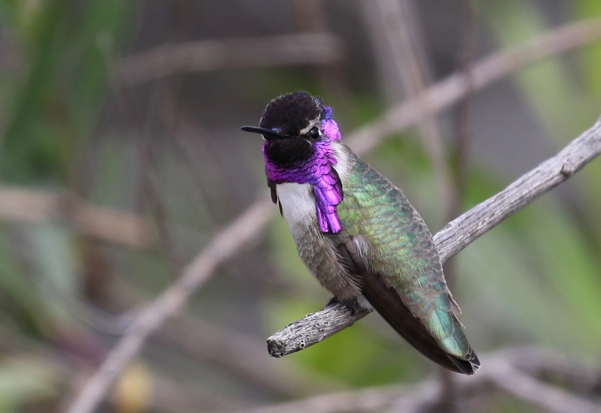 Costa's Hummingbird - ML224806831