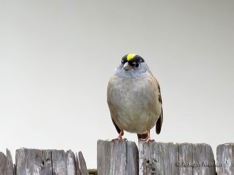 Golden-crowned Sparrow - ML224810081