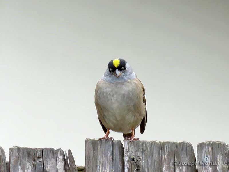 Golden-crowned Sparrow - ML224810121