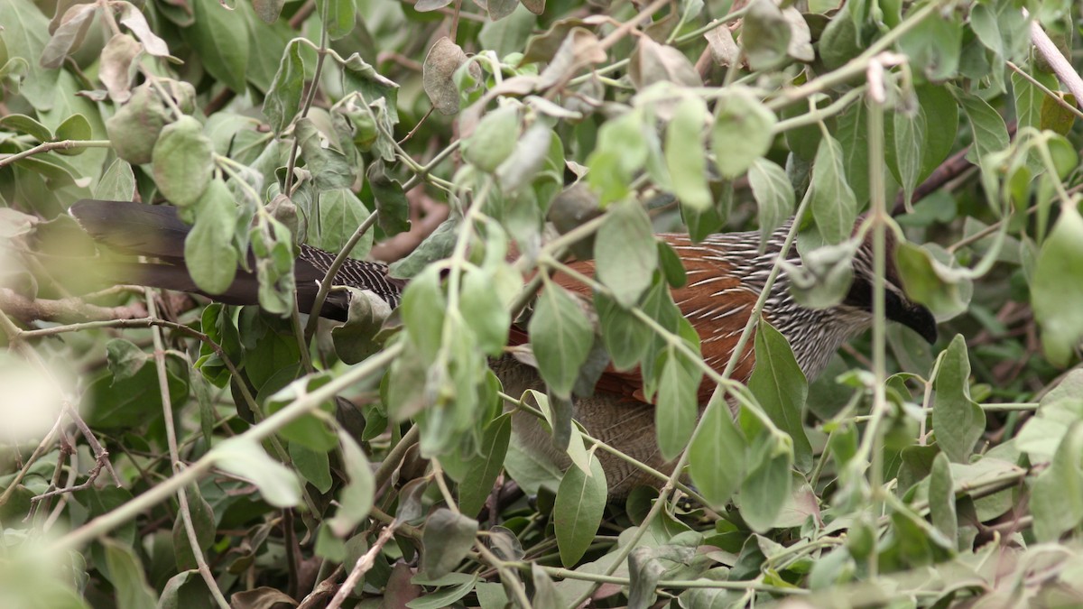 White-browed Coucal - ML22481391