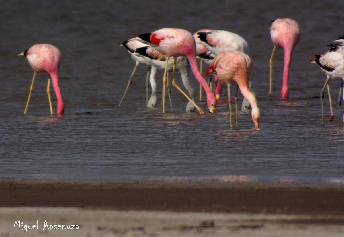 Andean Flamingo - COA    ANSENUZA