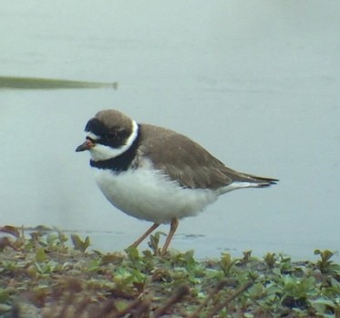 Semipalmated Plover - ML224820051