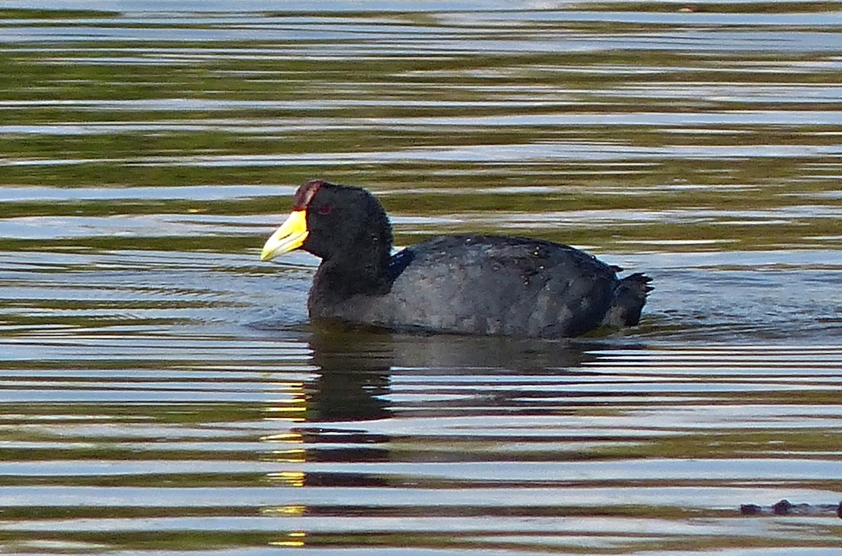 ML224820241 - Slate-colored Coot - Macaulay Library