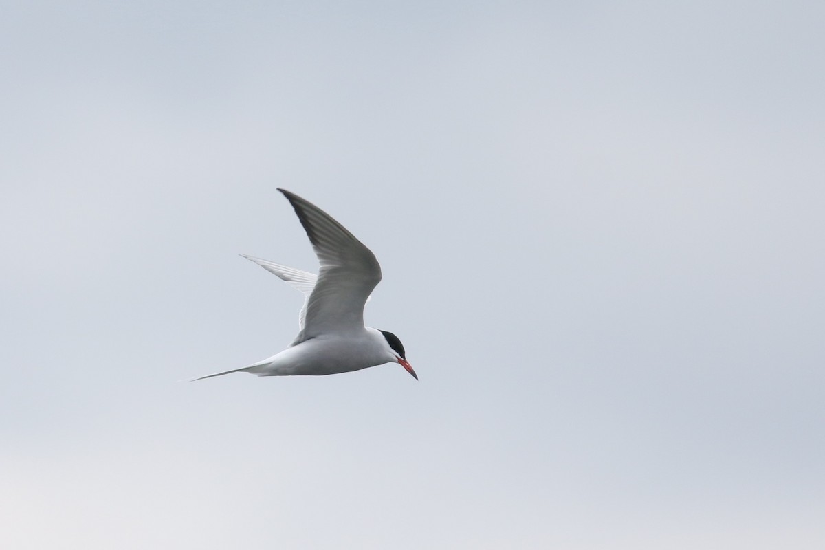 Common Tern - ML224820891