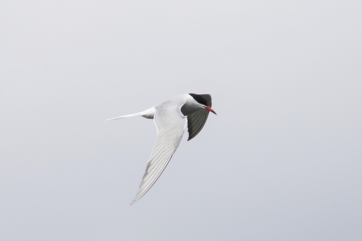 Common Tern - ML224820901