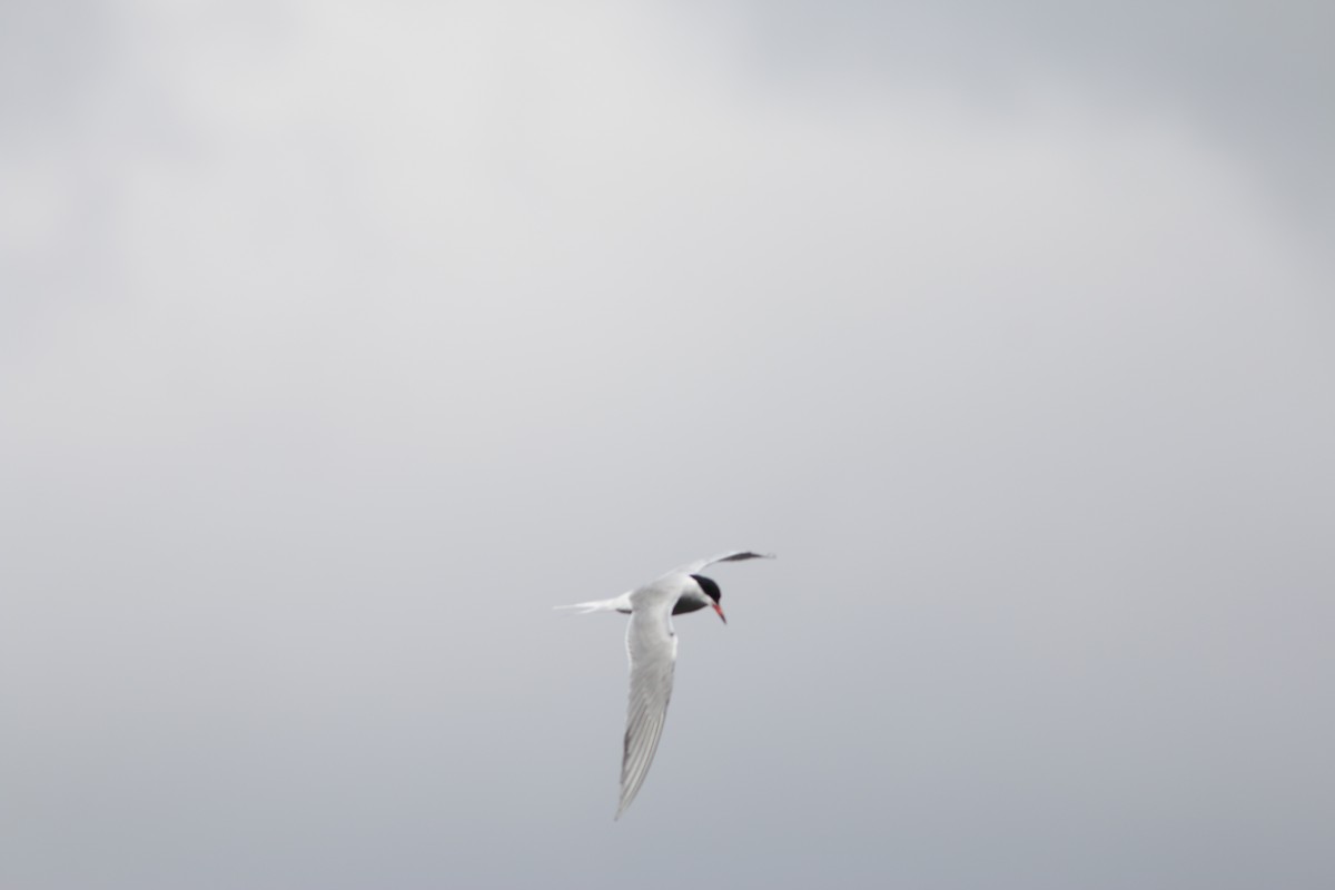 Common Tern - ML224820971