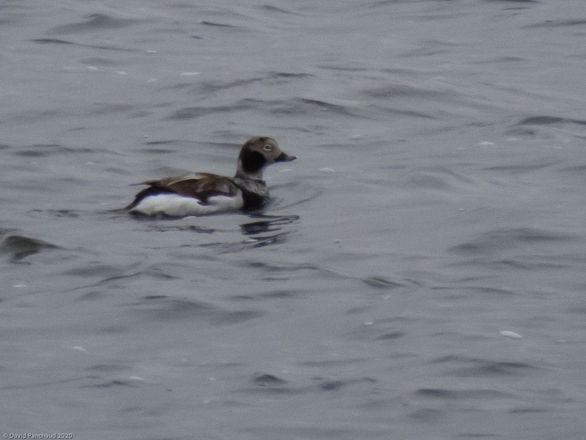 Long-tailed Duck - ML224821591
