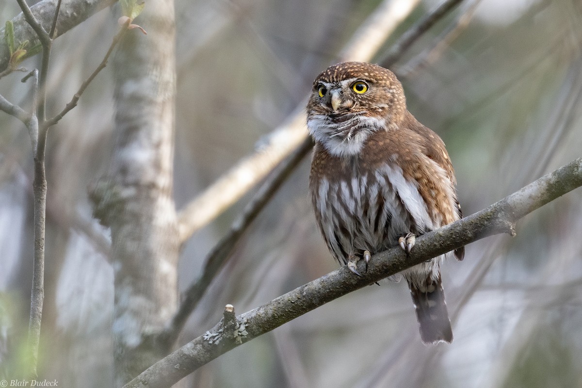 Northern Pygmy-Owl (Pacific) - ML224824221