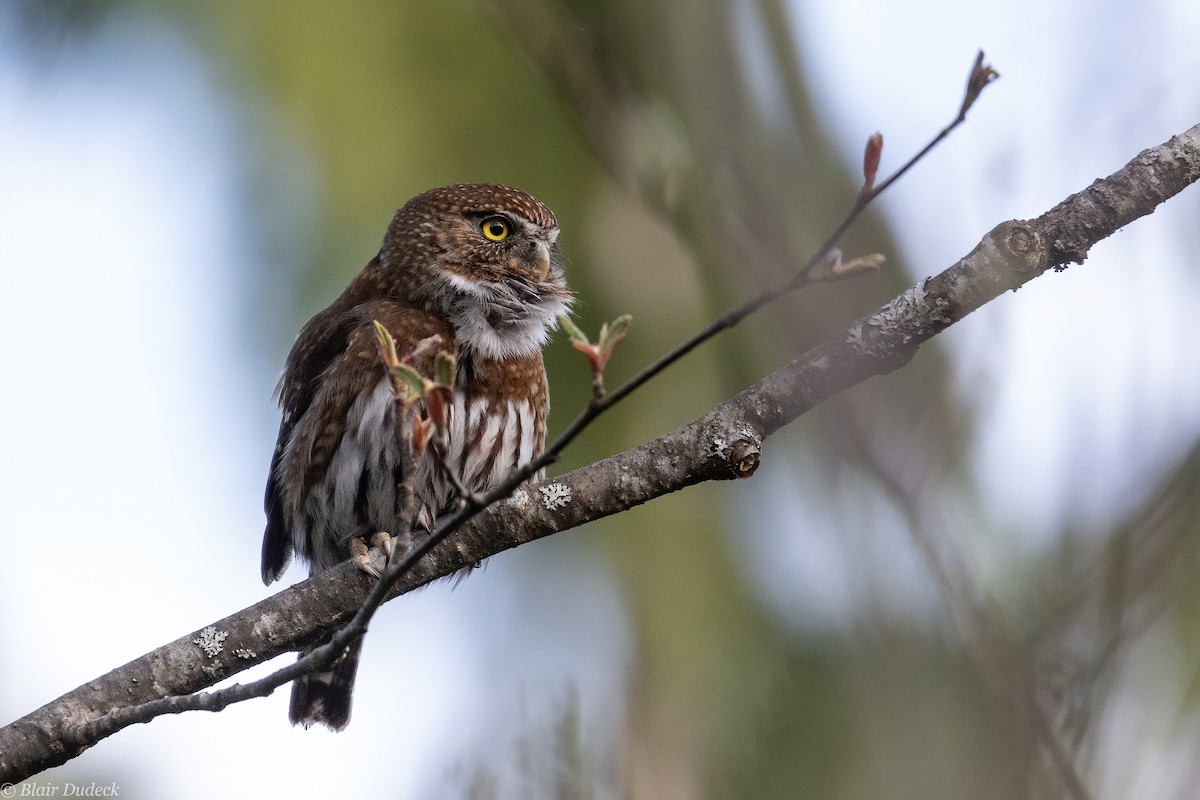 Northern Pygmy-Owl (Pacific) - Blair Dudeck