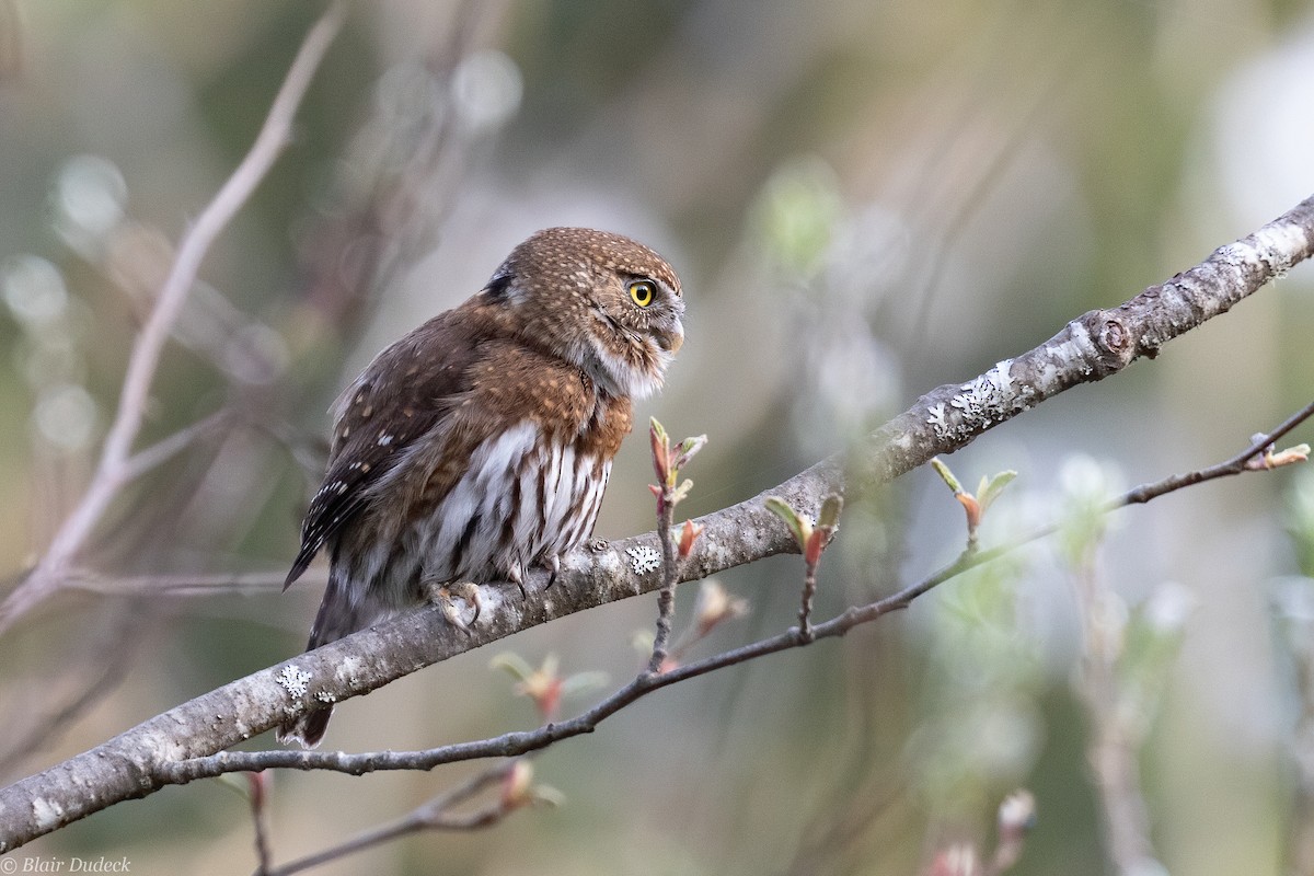 Northern Pygmy-Owl (Pacific) - ML224824471