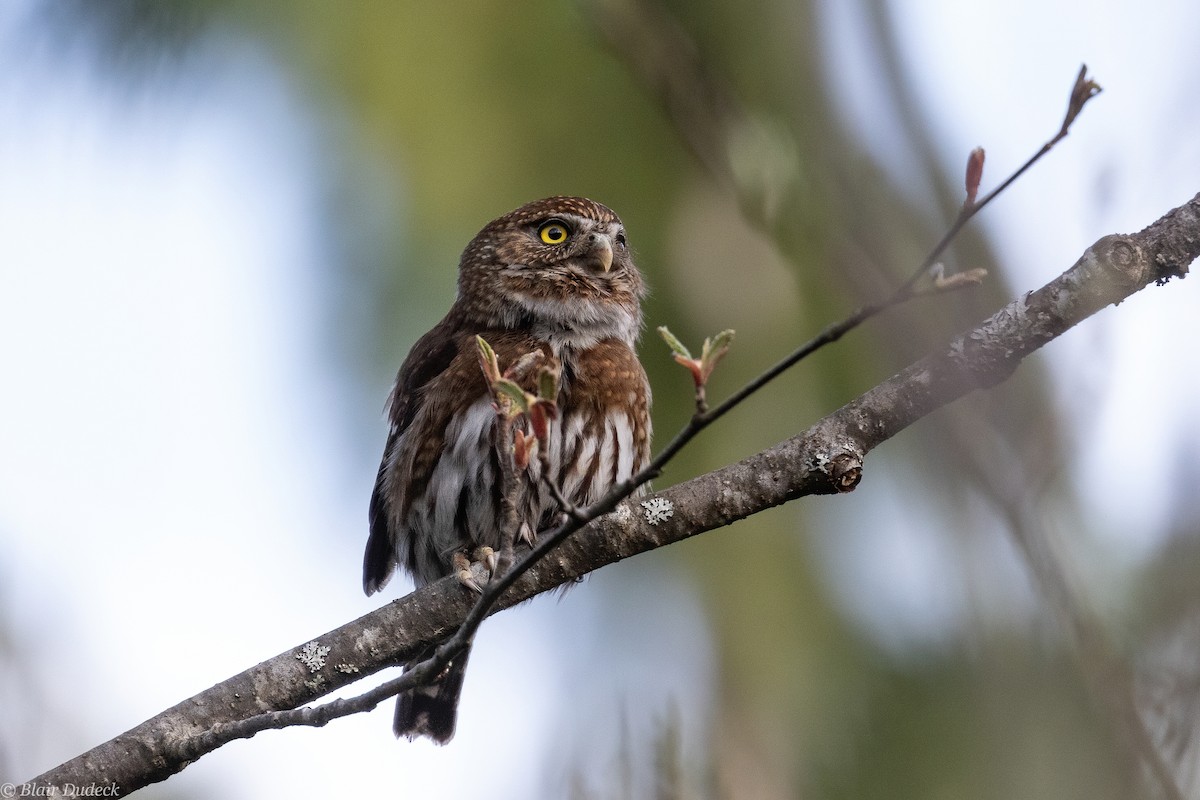 Northern Pygmy-Owl (Pacific) - ML224824491