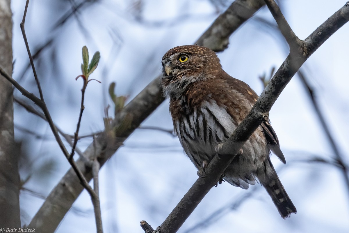 Northern Pygmy-Owl (Pacific) - ML224824531