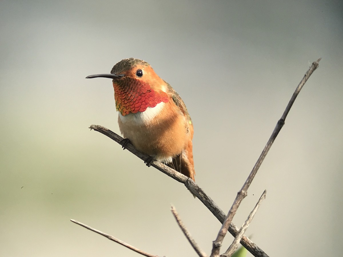 Allen's Hummingbird - ML224827161