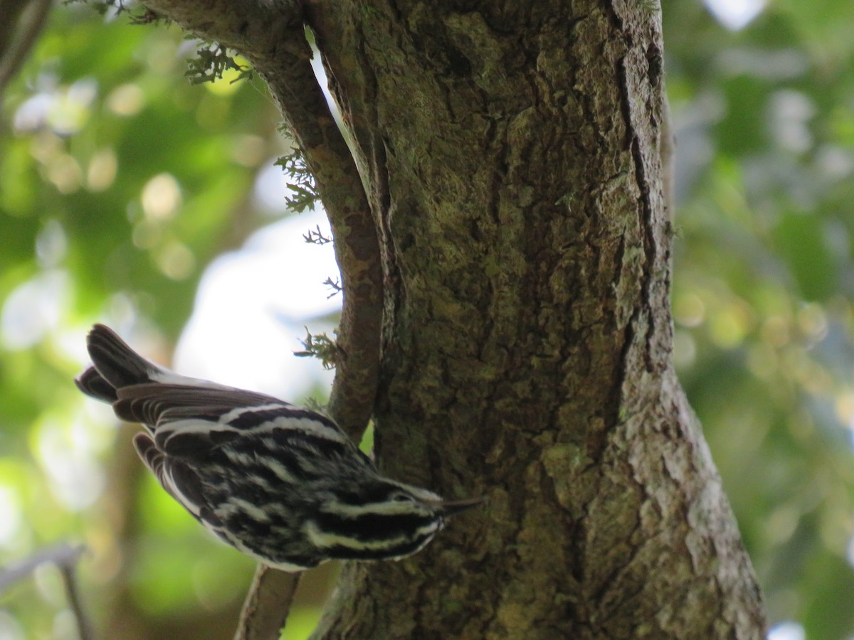 Black-and-white Warbler - ML224828151
