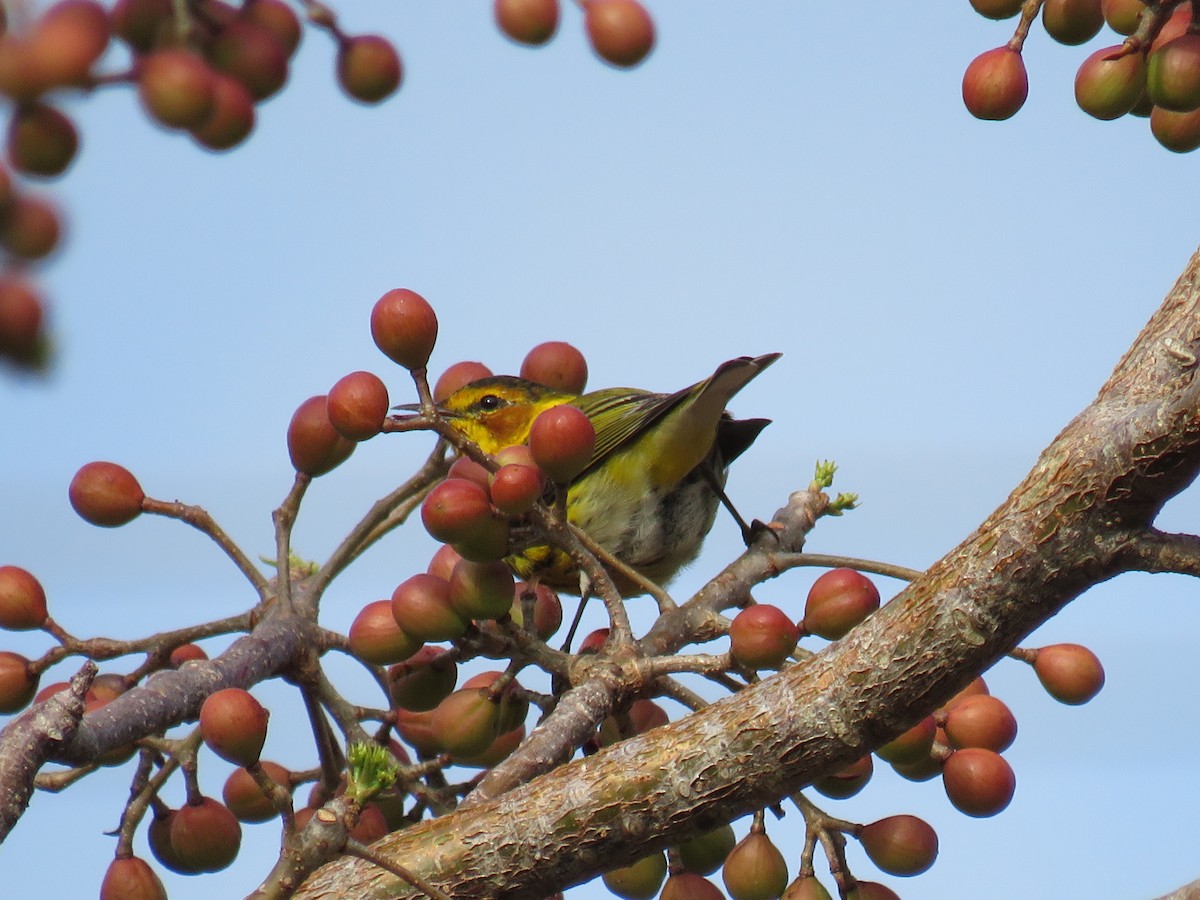 Cape May Warbler - ML224828221