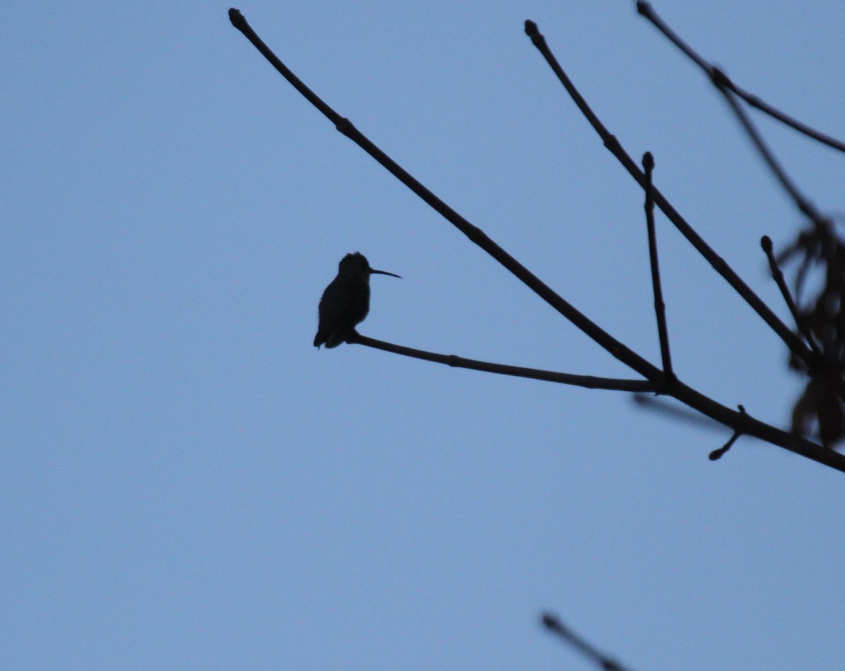 Black-chinned Hummingbird - ML22482951