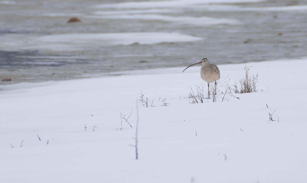 Long-billed Curlew - ML224830881