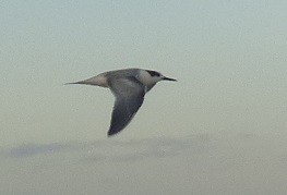 Common Tern - ML22483621