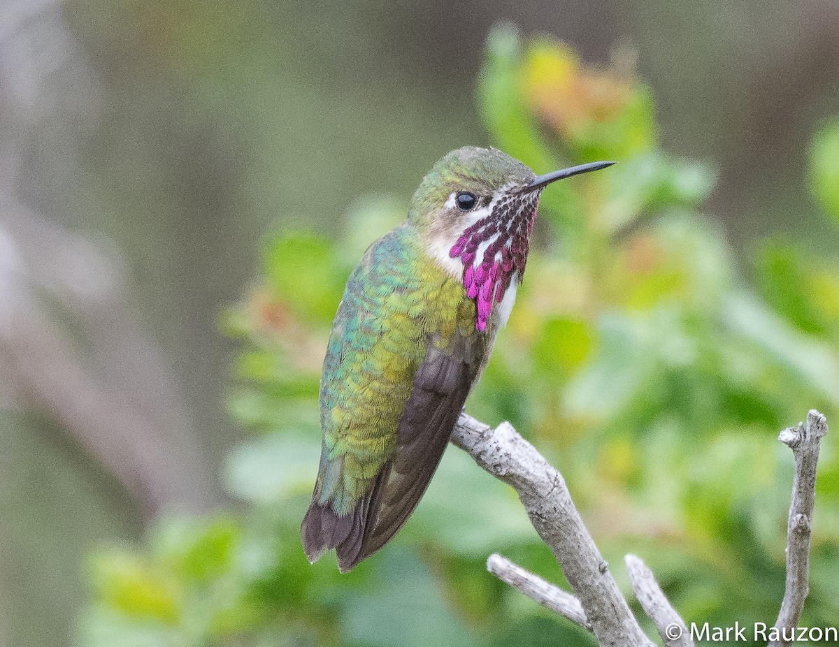 Calliope Hummingbird - ML224838491