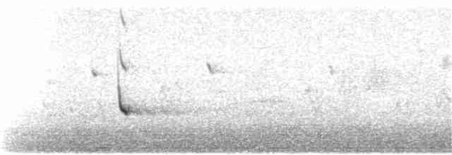 White-tailed Kite - ML224842741