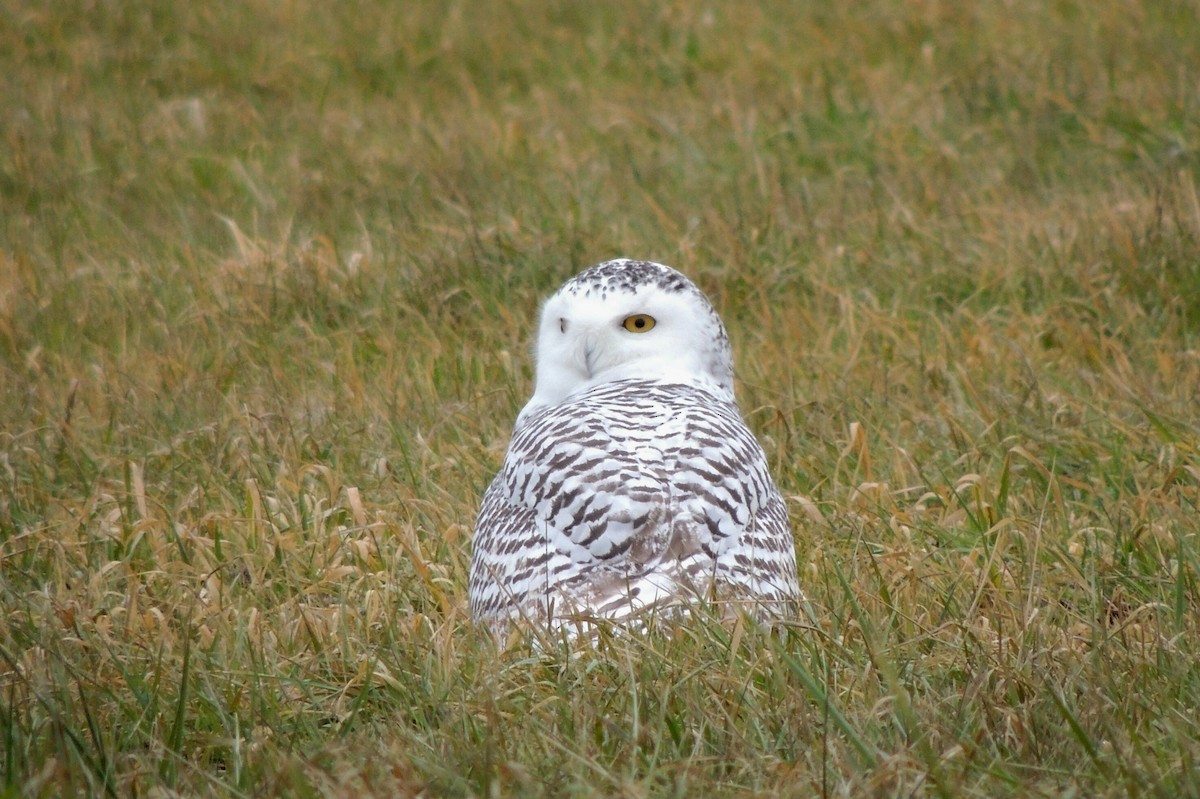 Snowy Owl - ML22484441