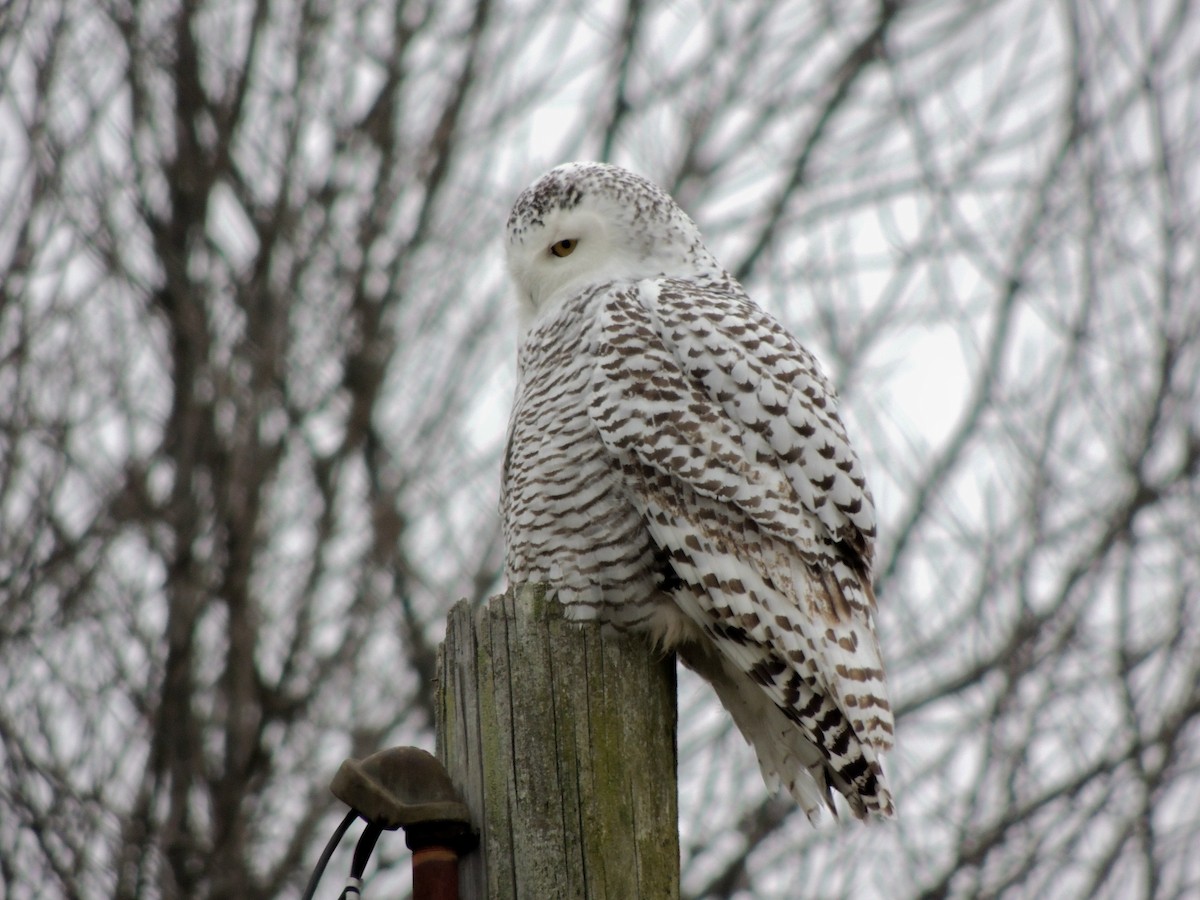 Snowy Owl - ML22484481