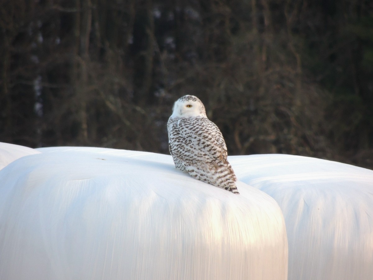 Snowy Owl - ML22484621