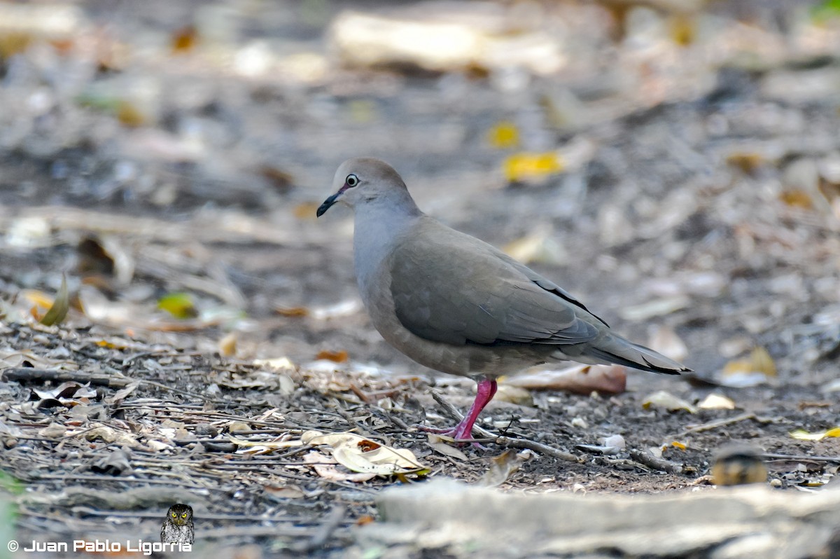 Gray-chested Dove - Juan Pablo Ligorria