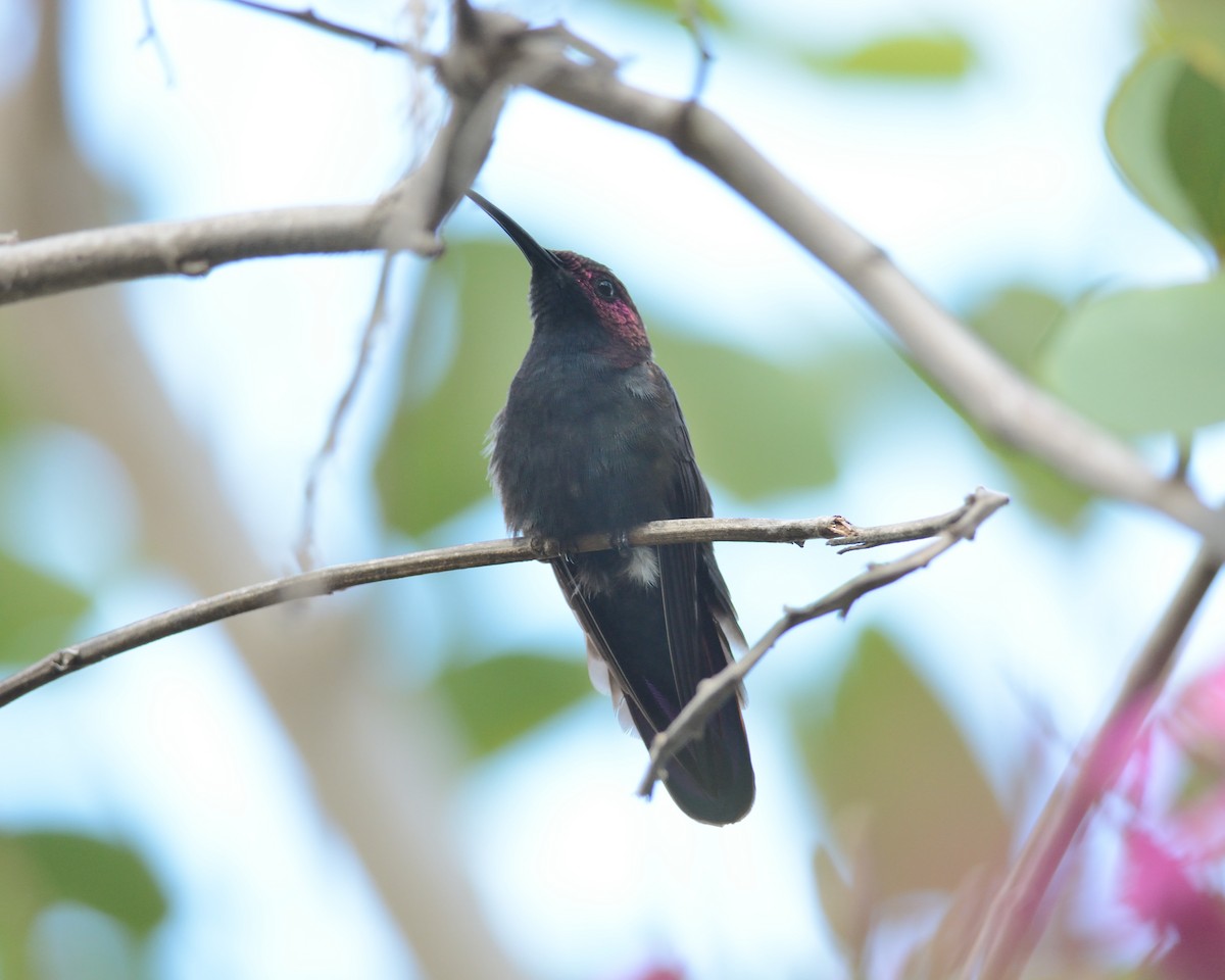 kolibřík jamajský - ML22485621