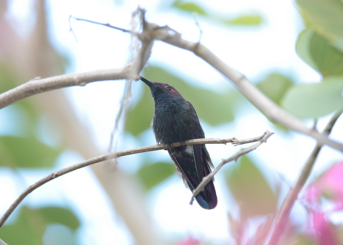 kolibřík jamajský - ML22485631