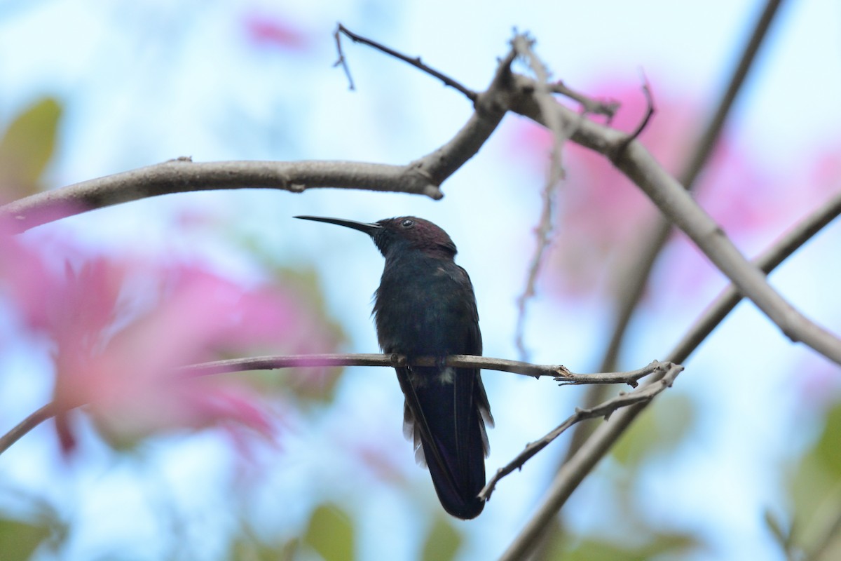 kolibřík jamajský - ML22485651