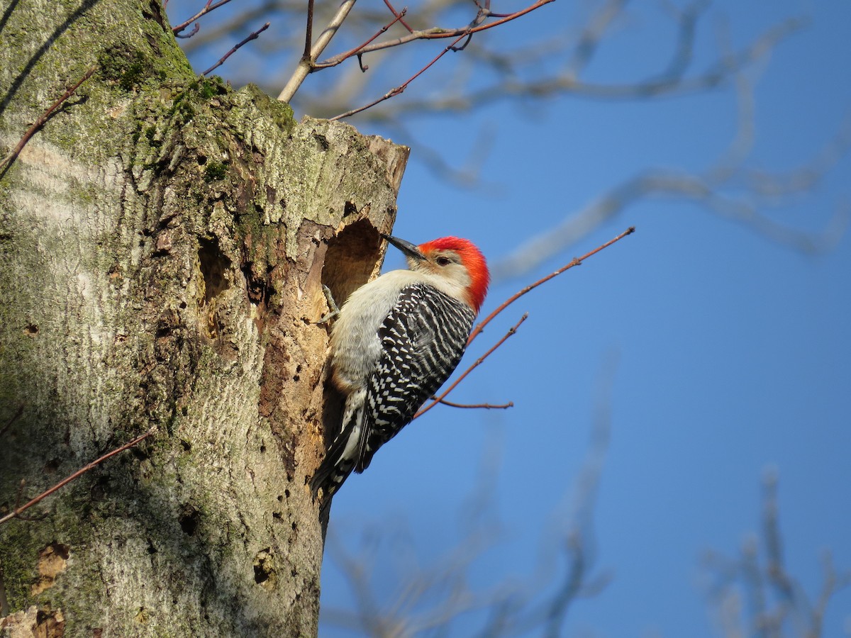 Red-bellied Woodpecker - Michael L Crouse