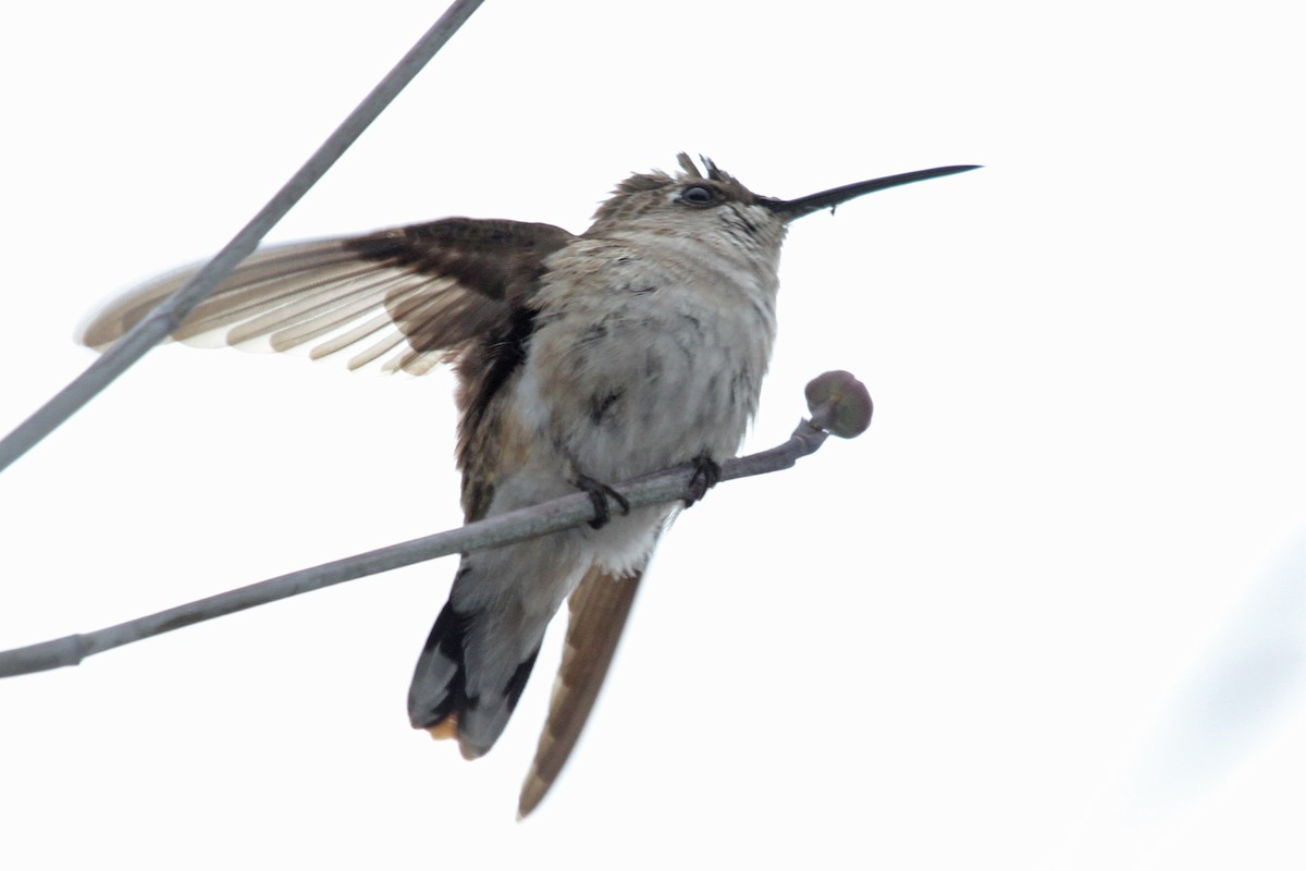 Black-chinned Hummingbird - ML22486251