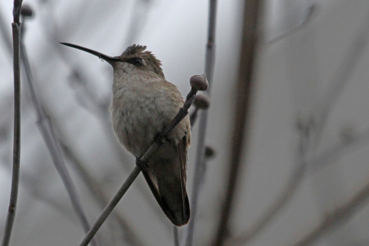 Black-chinned Hummingbird - ML22486261