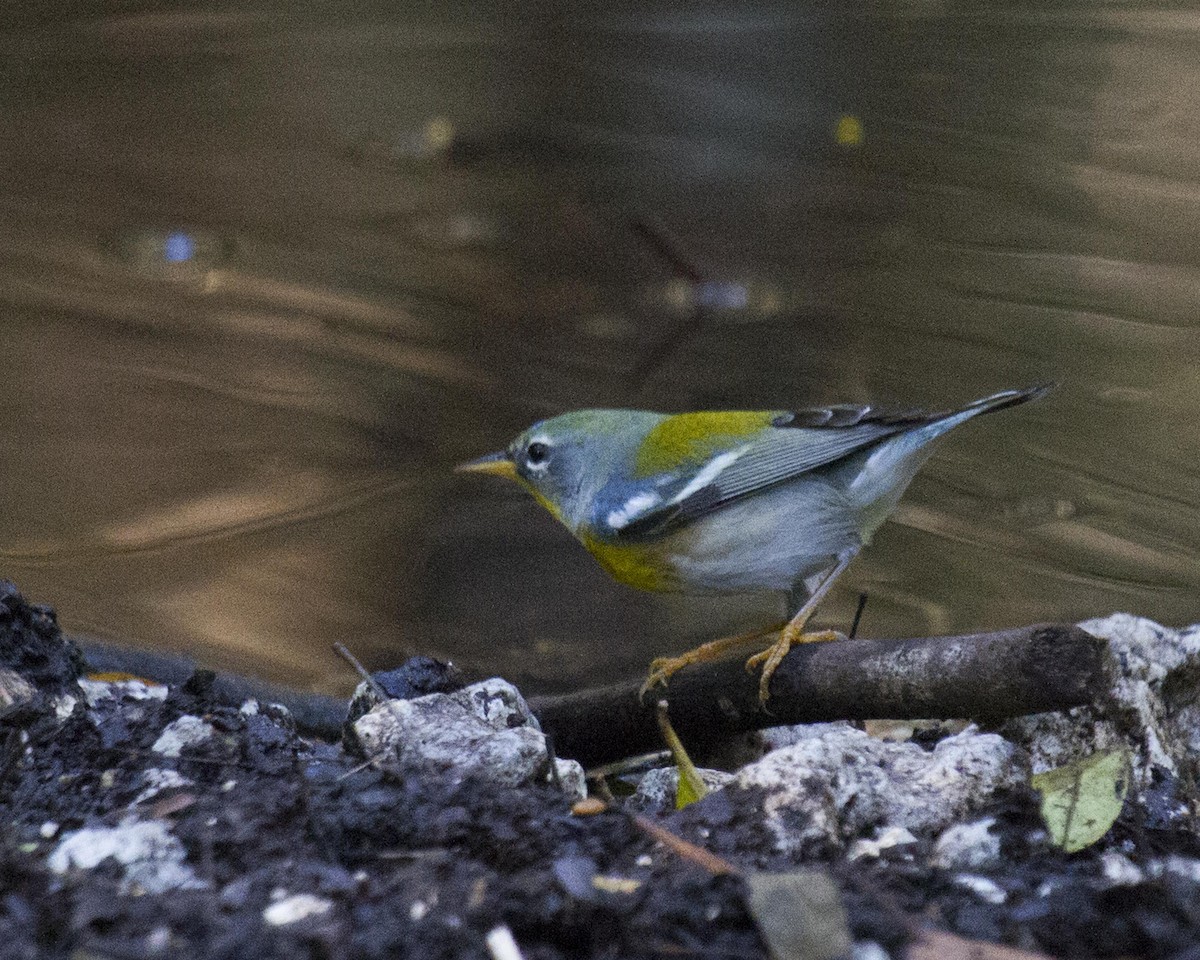 Northern Parula - Dixie Sommers