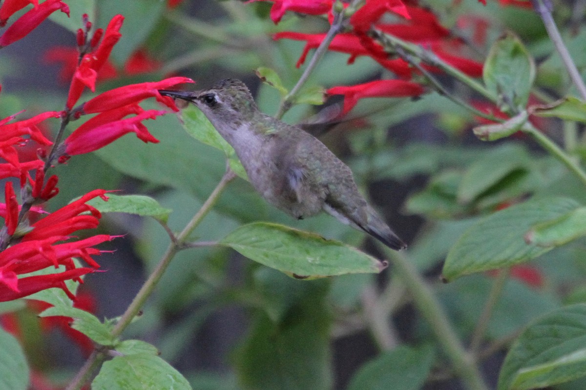 Black-chinned Hummingbird - ML22486271