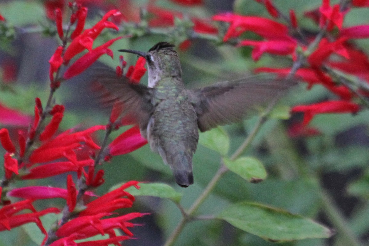 Black-chinned Hummingbird - ML22486281